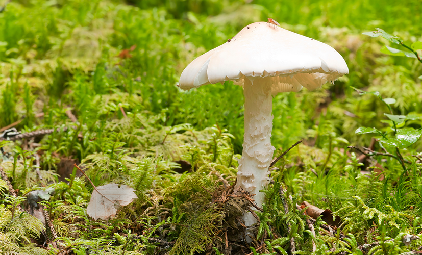 Muchomor jadowity (Amanita virosa) - trujący grzyb mylony z pieczarką