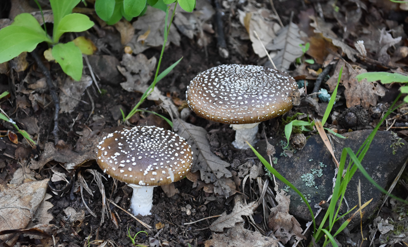Muchomor plamisty (Amanita pantherina) - trujący grzyb występujący w lasach liściastych