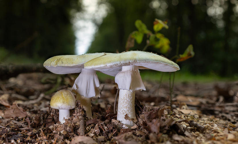 Muchomor sromotnikowy (Amanita phalloides) - najbardziej trujący grzyb, może prowadzić do śmierci