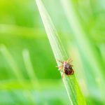 Anaplazmoza ludzka jest wywołana przez zakażenie bakterią przenoszoną przez kleszcze.