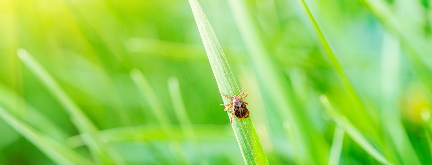 Anaplazmoza ludzka jest wywołana przez zakażenie bakterią przenoszoną przez kleszcze.