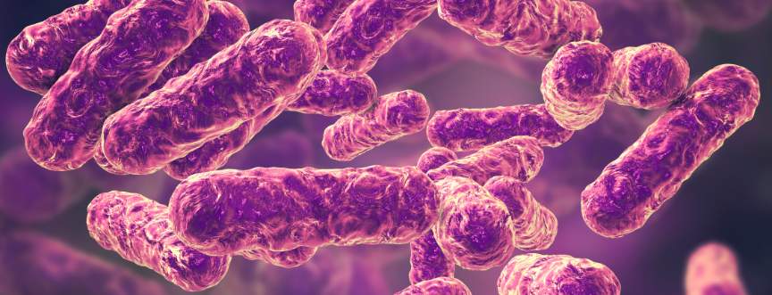 Bartonella – objawy zakażenia bakterią i leczenie. Najczęstsze bartonelozy