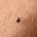 Badanie IgG wykonuje się w przypadku podejrzenia zakażenia bakteriami z rodzaju Borrelia.
