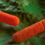 Jad kiełbasiany jest silną toksyną produkowaną przez bakterię Clostridium botulinum.