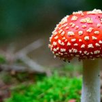 Jedzenie muchomorów może być bardzo groźne w skutkach - te grzyby są trujące.