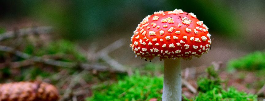 Suszony muchomor czerwony (Amanita muscaria) – niebezpieczna moda czy grzyb o właściwościach leczniczych? Czy jest jadalny?