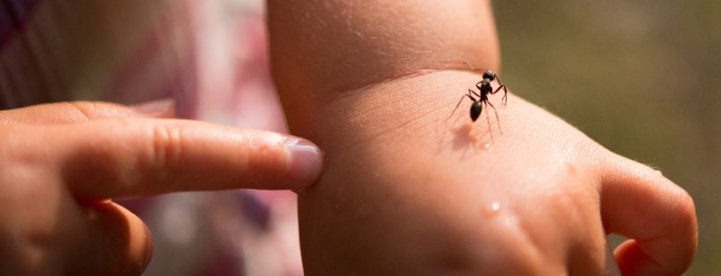 Reakcja na ugryzienie mrówki – jak złagodzić objawy?