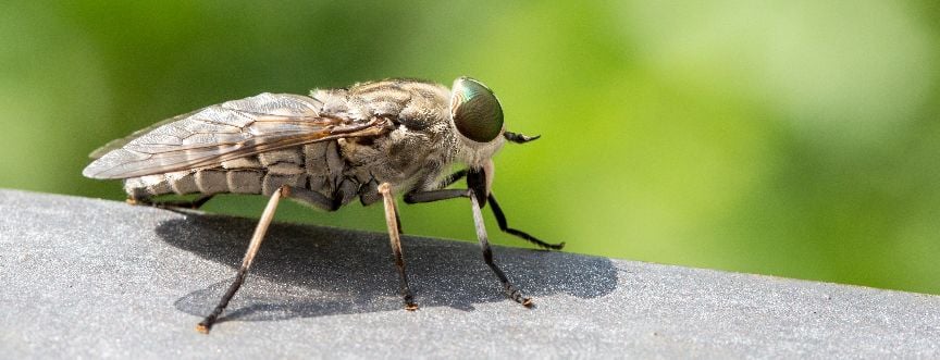 Ugryzienie muchy końskiej – jak wygląda? Co stosować i jak leczyć?
