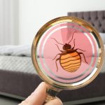 Pluskwy mieszkają w materacach a ich ugryzienia potrafią być bardzo dotkliwe.