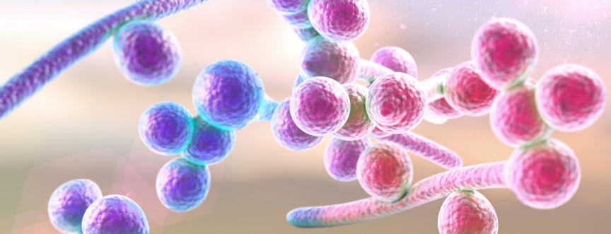 Zakażenie Candida albicans – przyczyny, objawy, diagnostyka, leczenie