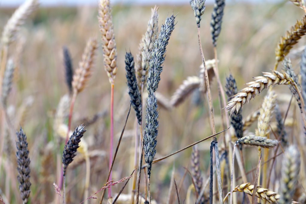 Jak wygląda Cladosporium na zbożu?