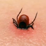 Kleszcz wbity w skórę pozostawiający zaczerwieniony ślad po ugryzieniu