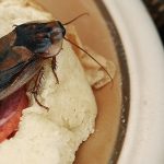 Karaluchy w domu, występujące na jedzeniu