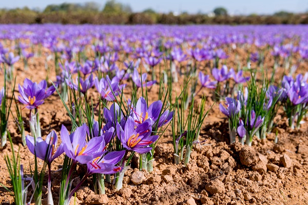 Krokus uprawny - kwiat, z którego pozyskuje się szafran
