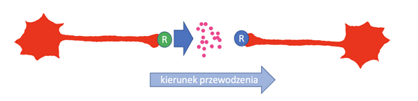 kierunek przewodzenia