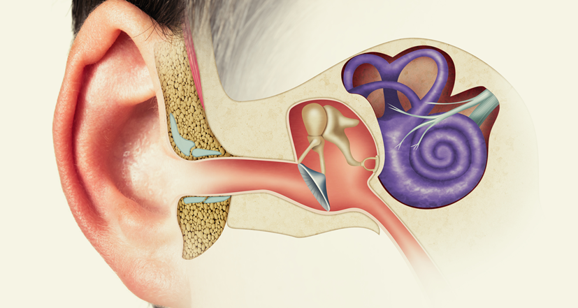 Budowa ucha – grafika edukacyjna do artykułu o anatomii ucha