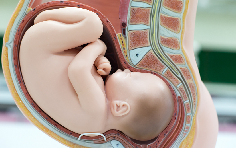 Ułożenie dziecka w 29. tygodniu ciąży - płód skierowany jest głową do dołu