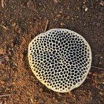 Trypofobia