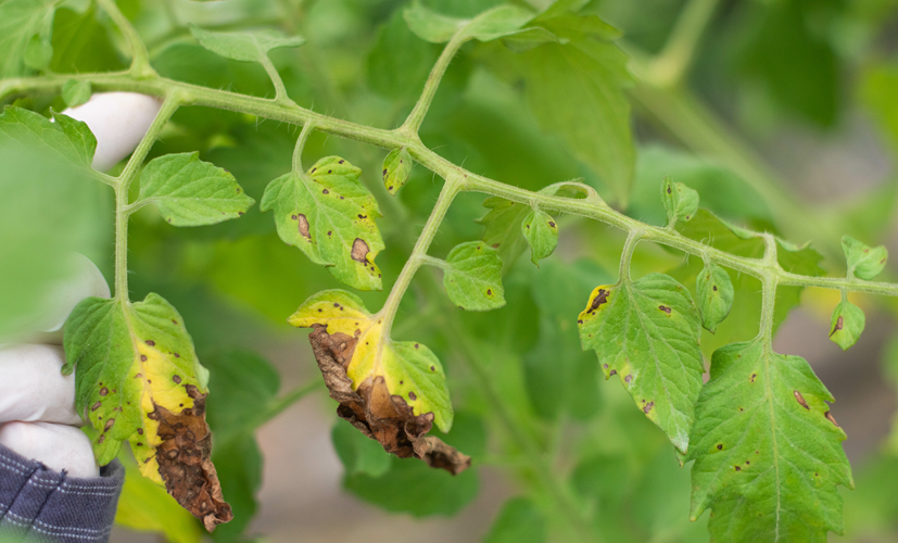 Alternaria na liściach - pyli w październiku, powodując objawy alergii