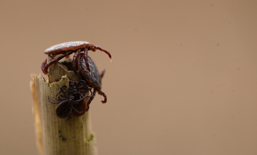 Kleszcze pospolite Ixodes ricinus i kleszcze łąkowe Dermacentor reticulatus czekające na żywiciela