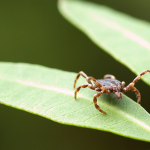kleszcz wędrowny Hyalomma marginatum - tzw. kleszcz afrykański