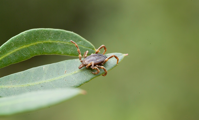 Kleszcz wędrowny Hyalomma marginatum - jeden z gatunków zawlekanych do Polski