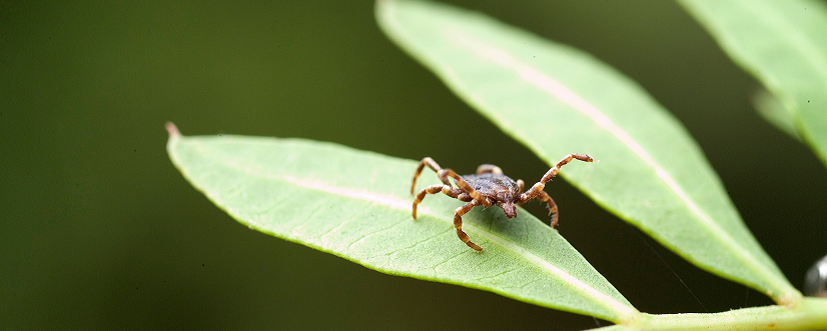 kleszcz wędrowny Hyalomma marginatum - tzw. kleszcz afrykański