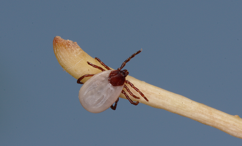 Kleszcz jeżowy Ixodes hexagonus