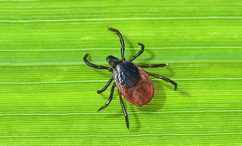 Kleszcz pospolity Ixodes ricinus dorosła samica