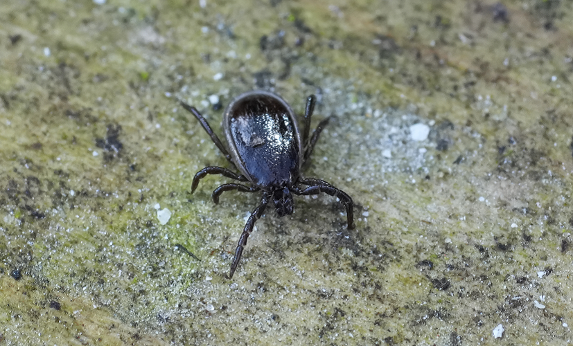 Kleszcz pospolity Ixodes ricinus dorosły samiec