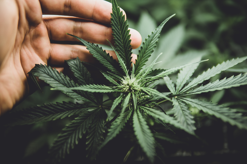 Marihuana