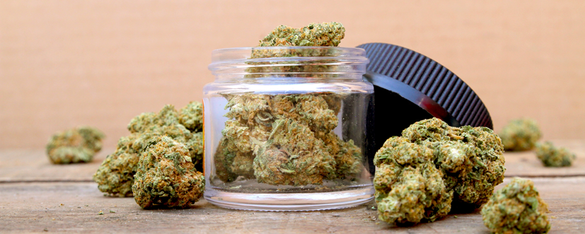 Marihuana – czy to narkotyk? Jak wygląda? Czy cannabis szkodzi i wpływa na mózg?