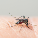 Denga - komar przenosi wirus denga, który powoduje tropikalną chorobę
