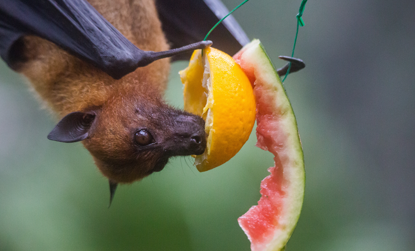 Nietoperz owocożerny może przenosić chorobę Nipah