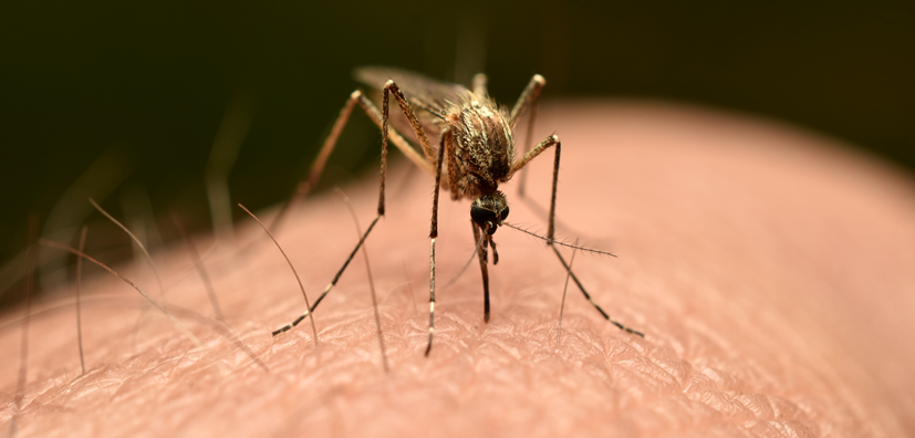 malaria