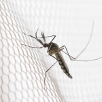 malaria