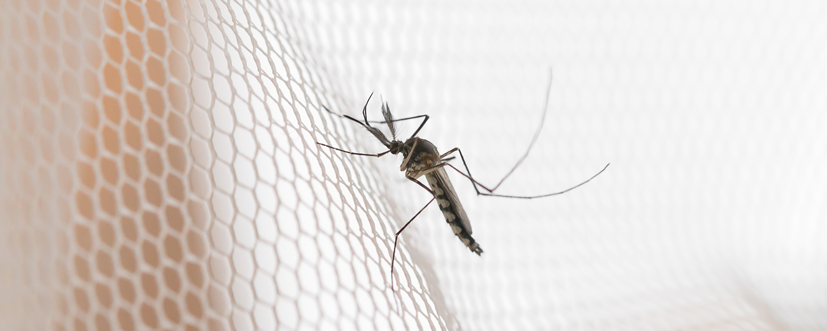 malaria