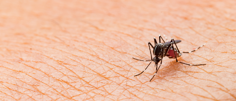 malaria