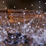 Alergia na Aspergillus