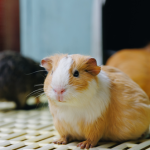 Alergia na świnkę morską