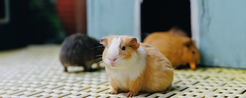 Alergia na świnkę morską